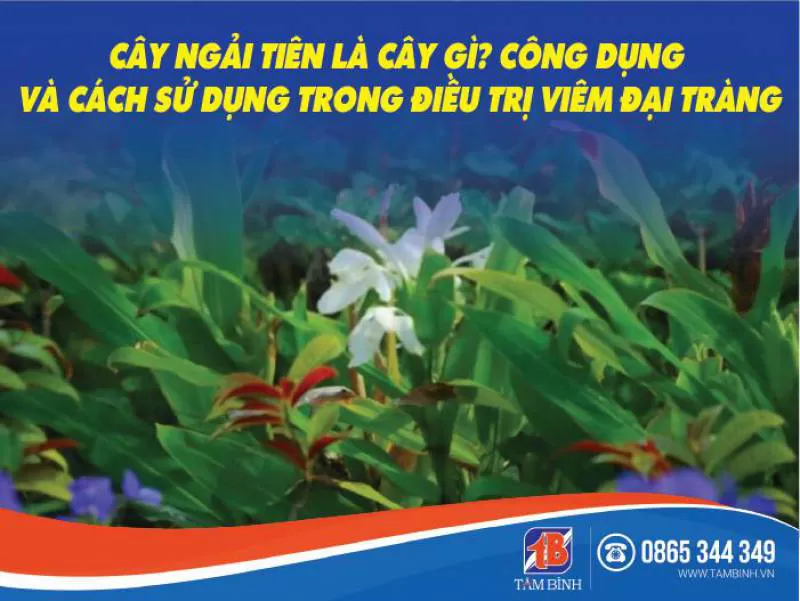 Cây ngải tiên là cây gì? Có thực sự chữa viêm đại tràng được không?