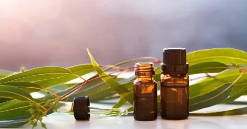 Tinh dầu khuynh diệp có tác dụng gì?